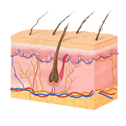 Schwaches, sprödes Haar