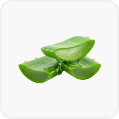 Aloe vera leaf juice (Aloe barbadensis)