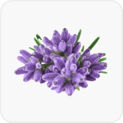 Lavender oil (Lavandula angustifolia)