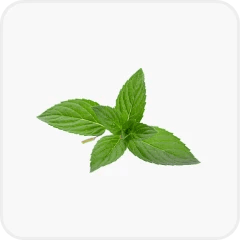 Peppermint oil (Mentha piperita)