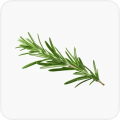 Rosemary oil (Rosmarinus officinalis)